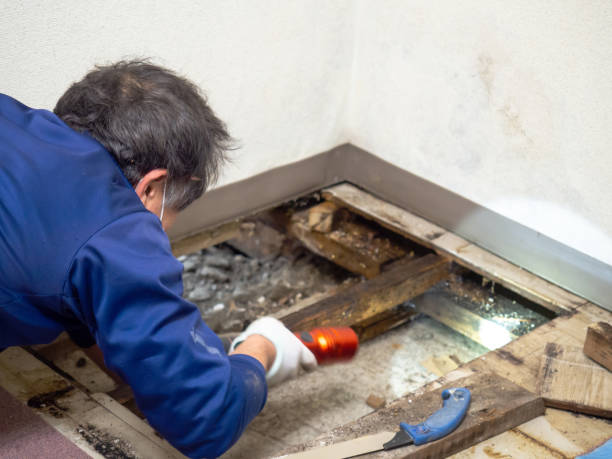 Best DIY Mold Remediation Support Services in Hornell, NY