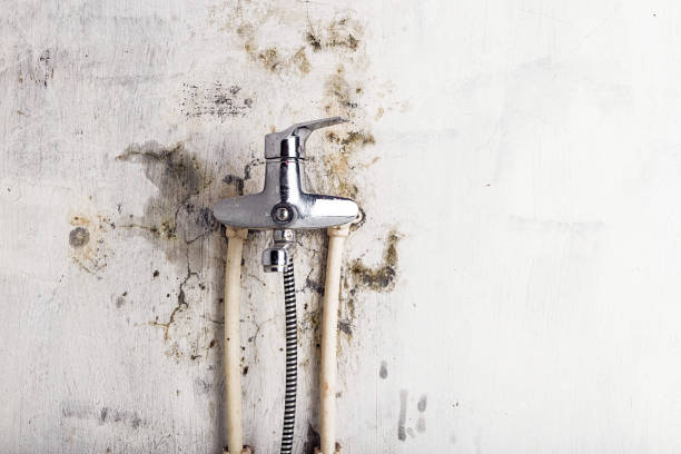 Best Localized Mold Remediation (e.g., coastal areas, humid climates) in Hornell, NY