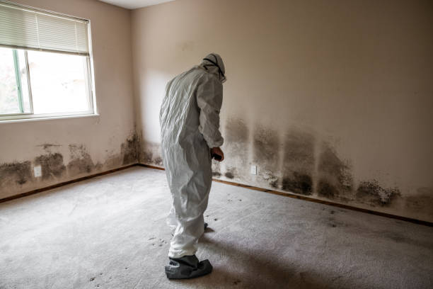Best Black Mold Remediation in Hornell, NY