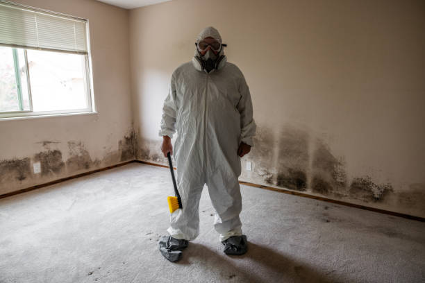 Best Insurance-Related Mold Remediation in Hornell, NY